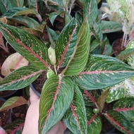 *RARE* AGLAONEMA GREEN LEGACY IN 6 INCH POT