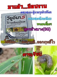 วียูอิมา ( 50 กรัม ) อีมาเมกติน เบนโซเอต 5% (SG)อิมาเมกติน สารกำจัดแมลง ยาฆ่าหนอน หนอนม้วนใบ ในข้าว หนอนเจาะ หนอนกระทู้ข้าวโพด
