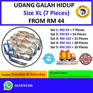 Udang Galah Hidup Size XL | RM 6.30 seekor,  68 Gram, 23 CM Length | MERDEKA DAY PROMOTION | Money B