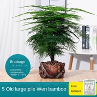 Home Decoration seed Artificial plant Green plants Asparagus bonsai pot tanaman dalaman mudah tumbuh