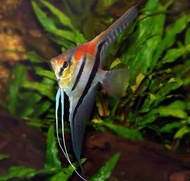 【Sus Aquatic】AMAPA RED BACK ANGELFISH - 红背斯卡埃及【7 ~ 10 CM】 【 #PDSA8266B 】