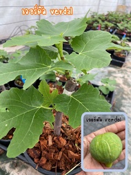 ต้นมะเดื่อฝรั่งเวอร์ดัลกระถาง8“ ผลเขียวใส้แดงเนื้อแยมข้น หวานจัด /verdal figs tree 6”potted