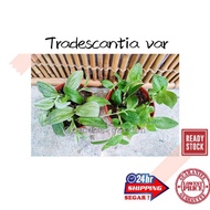 (GG real plant) tradescantia var  wandering Jew pokok hidup hiasan rumah gantung live hanging indoor