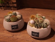 果核小精靈x仙人掌球球盆栽