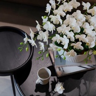 【蘭花盆栽】珍珠白(大)蝴蝶蘭盆栽 開幕送禮 升遷 過年送禮 喬遷