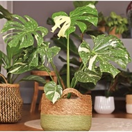 Biji Benih Monstera Deliciosa 'Thai Constellation' Monstera Seed - 5 Seed