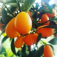 bibit jeruk nagami hasil okulasi siap berbuah .