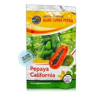 (10gm) +-500 Biji California Betik Sekaki Benih Agro Tunas / Papaya