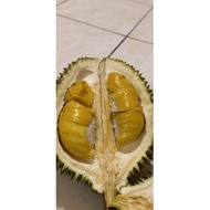Musang King Gred B Durian Musang King