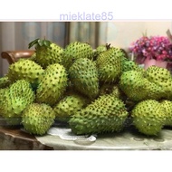 Buah Durian Belanda Fresh readysotck dari kampung