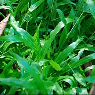 1000 เมล็ด หญ้ามาเลย์ หญ้ามาเลเซีย (Malaysia Grass Seed)