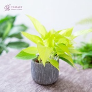 陽光黃金葛
