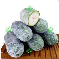 Benih Labu Kundur (Winter Melon) - 20 Biji / Seeds - White Gourd High Production