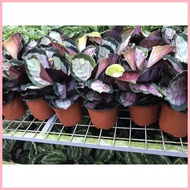 ❖ ▦ COD! Calathea Rosy live plants with pot and soil