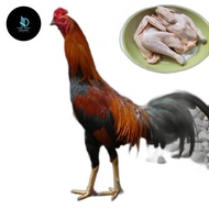 Daging Ayam Kampung jago betina segar baru potong bukan Frozen bukan beku dijamin ayam segar sehat 5