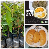 Anak pokok durian D200 / durian duri hitam