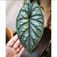 Bibit bonggol ALOCASIA DRAGON SCALE (KELADI DRAGON) Siap tanam