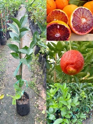 ต้นส้มเลือด กิ่งเสียบยอด ขนาดต้น 50-60ซม. เป็นส้มสายพันธุ์ที่เนื้อคล้ายเลือด รสชาติหวานอมเปรี้ยว