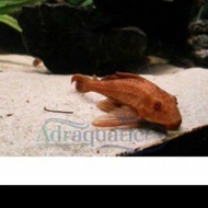Ornamental Fish Broom Chocolate Broom ALGAETER ALGAE EATER PLECO Freshwater