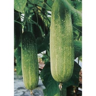 Cucumber Seed # Timun benih  #黄瓜种子  (25 seeds /pack )