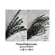 Preserved Small Leaves Eucalyptus Eucalyptus Leaves / Dried Stem