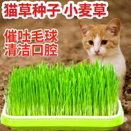 Cat Grass Seed Catnip Seed Hydroponic Wheatgrass Seedling Tray Soil Culture Wheatgrass Potted Plant Four Seasons Plantin