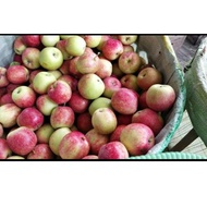 Buah Apel Anna apel khas malang apel ana 1 kg fresh petik dari kebun