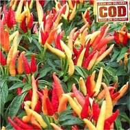 cabe rawit setan F1/benih cabe rawit super pedas 100 biji super murah