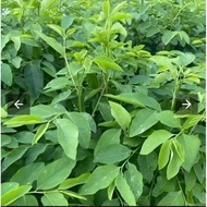 100G Malabar spinach seeds