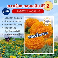 100เมล็ด ซีรี่ 2 สีทองเข้ม ทองเฉลิม ดีฟโกลด์ 5022 ดาวเรืองตัดดอก 5022 F1 เมล็ดพันธุ์ดาวเรือง