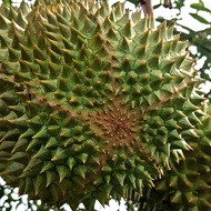 Baja Durian Mothong Duri Hitam D24 Musang King D88 DLL ( PACK 1kg ORIGINAL 100%)