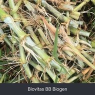 Bibit Rumput Biovitas BB Biogen