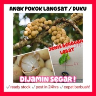 Rina • anak pokok langsat duku • dijamin segar cepat berbuah lebat fruit sapling Malaysia buah live 
