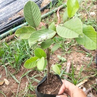 1 Real Guava Or Honey Seedlings Thick Fluffy Juicy Sweet And Crispy.