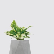 │ 水泥系列 │日本白金葛 - 防水清水模 水耕盆栽 自動喝水