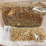 [LPS SG] 100g Wheatgrass Seeds &amp; Vermiculite Soil 200g