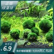 Green Algae Ball Small Fish Tank Aquarium Landscaping Decoration Real Aquatic Plant Aquatic Plant Li