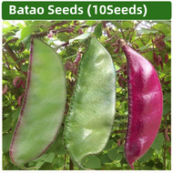 Batao Seeds(10seeds/pack)-Vegetable Seeds