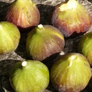 1 ต้น มะเดื่อฝรั่ง ต้นพร้อมให้ลูก ลำต้นสูง 30 ซม Figs Tree สายพันธุ์ Alma