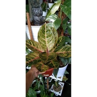 Aglaonema Kresna golden