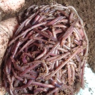 cacing tanah hidup