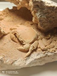 【石棧】土耳其螃蟹化石