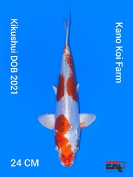 Ikan Koi Import Kikushui Farm Kano