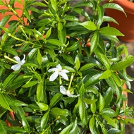 Tabernaemontana Divaricata (Dwarf) (0.5m), Free 7L Potting Soil, Free 250g Chicken Fertilizer