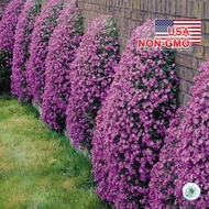 0.2GR 500.HAT Hạt Giống Hoa Ngàn Sao Baby Viotlet Queen (KD| -KD: B20*V33*M239)