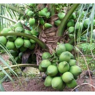 Benih Kelapa Matag Ori 100%
