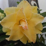 BUNGA ADENIUM GRAFTINGAN SAMBUNGAN BUNGA TUMPUK
