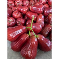 1KG BUAH JAMBU KAYU MADU MERAH | JAMBU MADU AIR SEGAR | JAMBU MADU MANIS RANGGUP