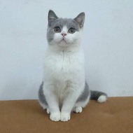 Kucing British shorthair betina blue white