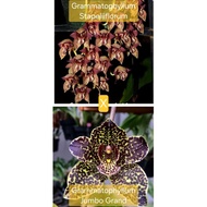 1 Bushy pot | Grammatophyllum Stapeliiflorum x Grammatophyllum Jumbo Grand | Grammatophyllum Hybrid